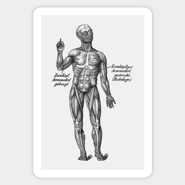 German Diagram Arm Muscular System - Vintage Anatomy Sticker by Vintage Anatomy Prints